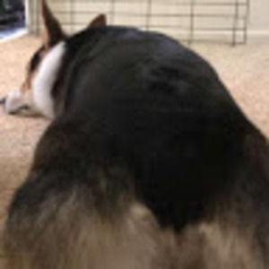 Meet your Posher, Ivan